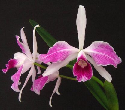 Laelia (Cattleya) purpurata var. flammea, colorful fragrant blooms, hardy, easy to grow (NOT in-bud/bloom when shipped) - Image 2