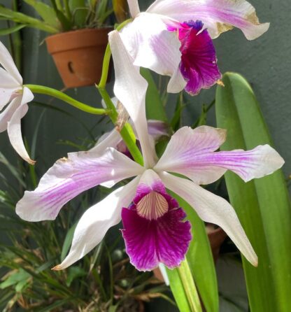 Laelia (Cattleya) purpurata var. striata, colorful fragrant blooms, hardy, easy to grow (NOT in-bud/bloom when shipped) - Image 2