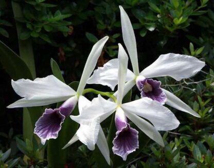Laelia (Cattleya) purpurata var. werkhauseri, colorful fragrant blooms, hardy, easy to grow (NOT in-bud/bloom when shipped) - Image 2