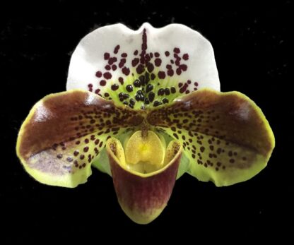 Lady Slipper Paphiopedilum Orchid - red-dominant complex hybrid, hardy easy to grow (NOT in-bud/bloom when shipped) - Image 3