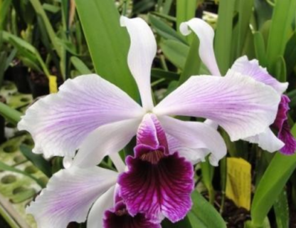 Laelia (Cattleya) purpurata var. striata, colorful fragrant blooms, hardy, easy to grow (NOT in-bud/bloom when shipped) - Image 3