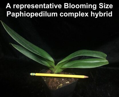 Lady Slipper Paphiopedilum Orchid - green complex bulldog hybrid, hardy easy to grow (NOT in-bud/bloom when shipped) - Image 5