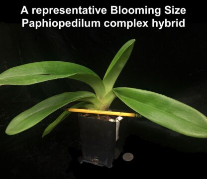 Lady Slipper Paphiopedilum Orchid - green complex bulldog hybrid, hardy easy to grow (NOT in-bud/bloom when shipped) - Image 6