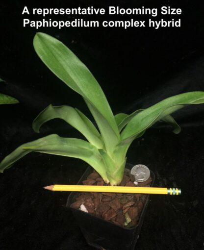 Lady Slipper Paphiopedilum Orchid - green complex bulldog hybrid, hardy easy to grow (NOT in-bud/bloom when shipped) - Image 7