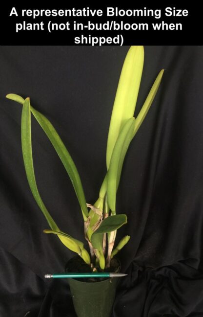 Laelia (Cattleya) purpurata var. werkhauseri, colorful fragrant blooms, hardy, easy to grow (NOT in-bud/bloom when shipped) - Image 4