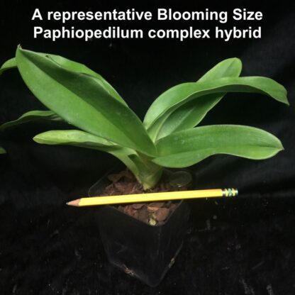 Lady Slipper Paphiopedilum Orchid - green complex bulldog hybrid, hardy easy to grow (NOT in-bud/bloom when shipped) - Image 8
