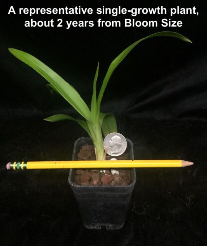 Zygo Artur Elle - fragrant blooms lovely pattern laid-back easy orchid (not in-bud/bloom when shipped) - Image 2