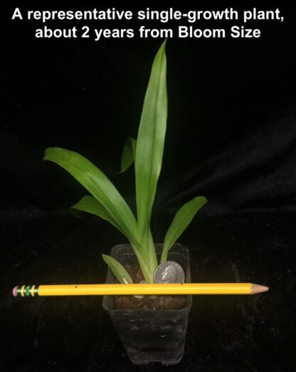 Zygo Artur Elle - fragrant blooms lovely pattern laid-back easy orchid (not in-bud/bloom when shipped) - Image 3