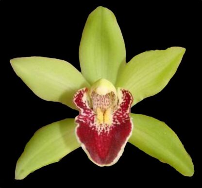 Cymbidium Valentines Love - warm-tolerant vigorous orchid easy to grow can bloom 2X/year (NOT in-bud/bloom when shipped)