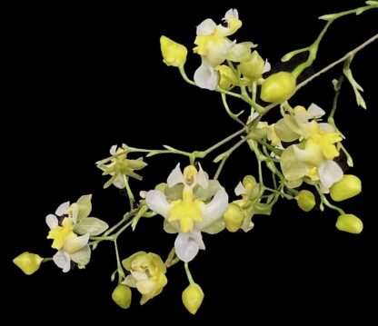 Onc Gold Dust -- Onc Twinkle-hybrid miniature fragrant easy to grow (NOT in-bud/bloom when shipped)