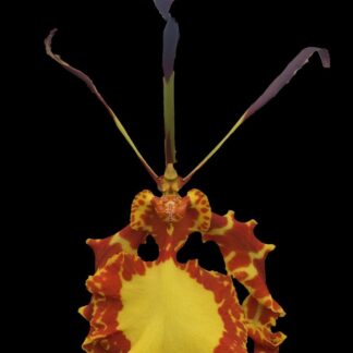 Psychopsis Mendenhall -- straight outta Mordor orchid flower looks like Eye of Sauron, easy to grow, very attractive mottled foliage (NOT in-bud/bloom when shipped)