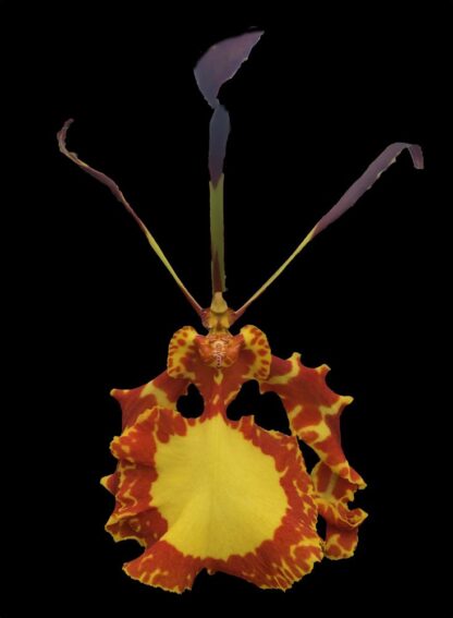 Psychopsis Mendenhall -- straight outta Mordor orchid flower looks like Eye of Sauron, easy to grow, very attractive mottled foliage (NOT in-bud/bloom when shipped)