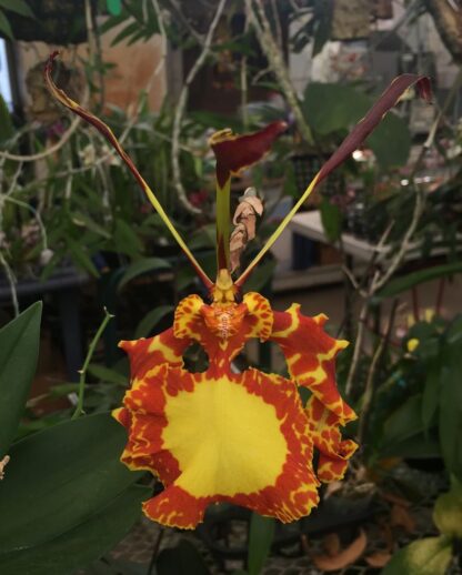 Psychopsis Mendenhall -- straight outta Mordor orchid flower looks like Eye of Sauron, easy to grow, very attractive mottled foliage (NOT in-bud/bloom when shipped) - Image 2