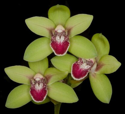 Cymbidium Valentines Love - warm-tolerant vigorous orchid easy to grow can bloom 2X/year (NOT in-bud/bloom when shipped) - Image 2