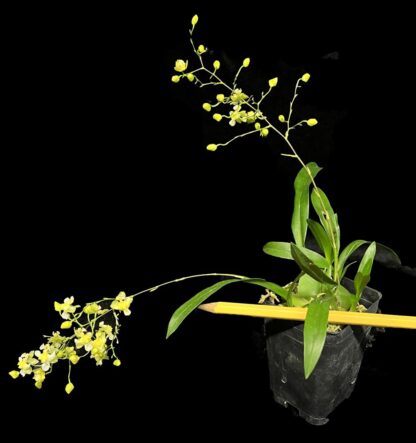 Onc Gold Dust -- Onc Twinkle-hybrid miniature fragrant easy to grow (NOT in-bud/bloom when shipped) - Image 4