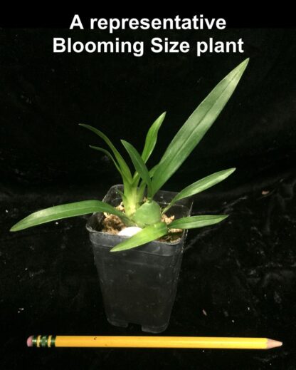 Onc Gold Dust -- Onc Twinkle-hybrid miniature fragrant easy to grow (NOT in-bud/bloom when shipped) - Image 6