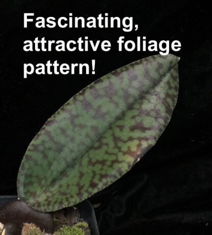 Psychopsis Mendenhall -- straight outta Mordor orchid flower looks like Eye of Sauron, easy to grow, very attractive mottled foliage (NOT in-bud/bloom when shipped) - Image 8