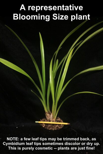 Cymbidium Valentines Love - warm-tolerant vigorous orchid easy to grow can bloom 2X/year (NOT in-bud/bloom when shipped) - Image 3