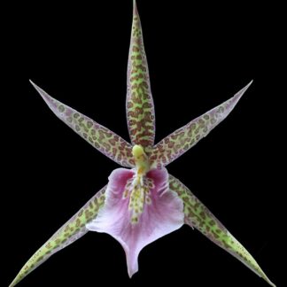 Mtssa Chas. M Fitch Izumi -- fragrant blooms, easy to grow, floriferous (NOT in-bud/bloom when shipped)