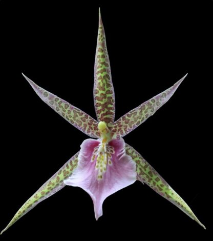 Mtssa Chas. M Fitch Izumi -- fragrant blooms, easy to grow, floriferous (NOT in-bud/bloom when shipped)