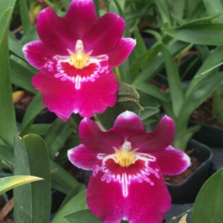 My Miltoniopsis Ananda Apple 'Fioretta' in full bloom. Unfortunately, a  toddler was responsible for the casualties of two buds and a spike 😭 :  r/orchids