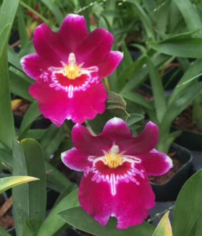 Miltoniopsis Bert Field -- carmine red fragrant easy pansy orchid (not in-bud/bloom when shipped)