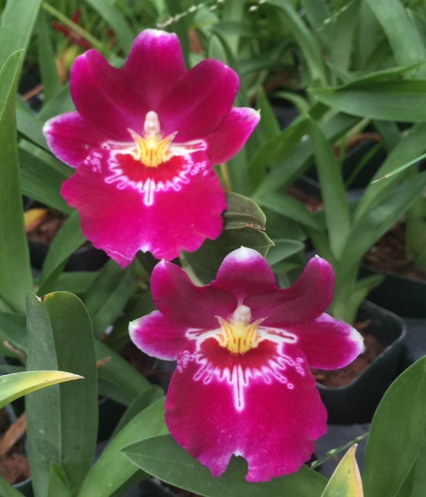 Miltoniopsis Ananda Apple