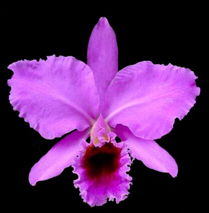 Cattleya percivaliana -- hardy very easy to grow orchid species, spice-fragrant blooms rich, colorful lip (NOT in-bud/bloom when shipped)