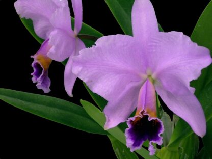 Cattleya percivaliana -- hardy very easy to grow orchid species, spice-fragrant blooms rich, colorful lip (NOT in-bud/bloom when shipped) - Image 2