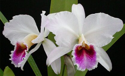 Cattleya percivaliana -- hardy very easy to grow orchid species, spice-fragrant blooms rich, colorful lip (NOT in-bud/bloom when shipped) - Image 3