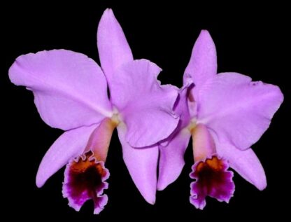 Cattleya percivaliana -- hardy very easy to grow orchid species, spice-fragrant blooms rich, colorful lip (NOT in-bud/bloom when shipped) - Image 4