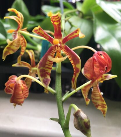 Phalaenopsis mannii - citrus-fragrance blooms species from India Vietnam Nepal (not in-bud/bloom when shipped) - Image 2