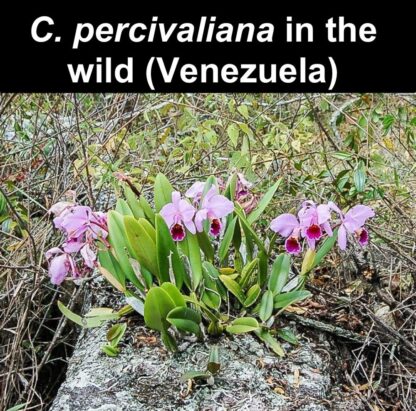 Cattleya percivaliana -- hardy very easy to grow orchid species, spice-fragrant blooms rich, colorful lip (NOT in-bud/bloom when shipped) - Image 5