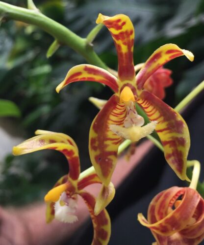 Phalaenopsis mannii - citrus-fragrance blooms species from India Vietnam Nepal (not in-bud/bloom when shipped) - Image 3