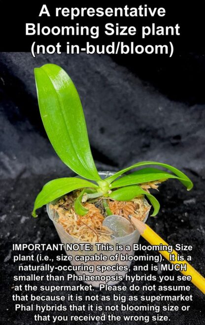Phalaenopsis violacea coerulea - intense indigo blooms, extremely fragrant, easy to grow distinctive orchid species from Sumatra (not in-bud/bloom when shipped) - Image 3