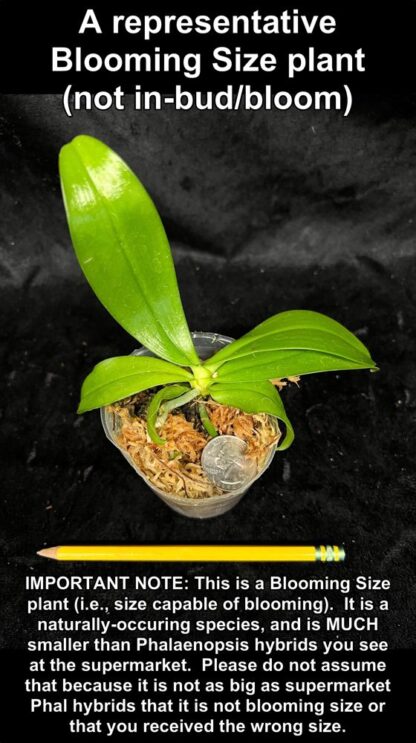 Phalaenopsis mannii - citrus-fragrance blooms species from India Vietnam Nepal (not in-bud/bloom when shipped) - Image 5