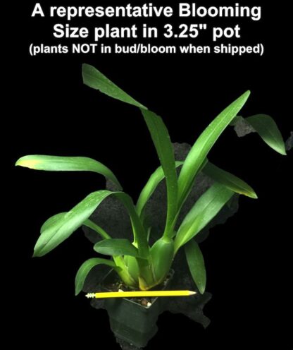 Mtssa Chas. M Fitch Izumi -- fragrant blooms, easy to grow, floriferous (NOT in-bud/bloom when shipped) - Image 4