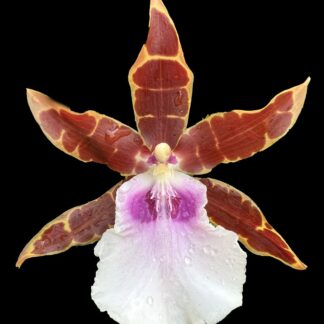Mtssa Kismet -- fragrant blooms, easy to grow, floriferous (NOT in-bud/bloom when shipped)