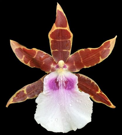 Mtssa Kismet -- fragrant blooms, easy to grow, floriferous (NOT in-bud/bloom when shipped)