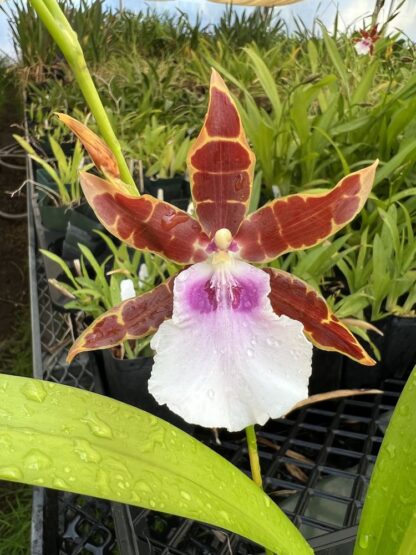 Mtssa Kismet -- fragrant blooms, easy to grow, floriferous (NOT in-bud/bloom when shipped) - Image 2