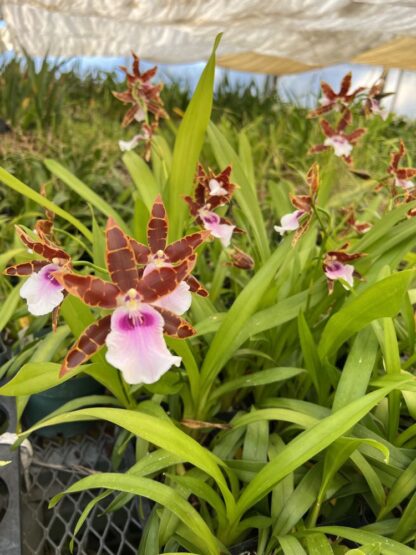 Mtssa Kismet -- fragrant blooms, easy to grow, floriferous (NOT in-bud/bloom when shipped) - Image 3