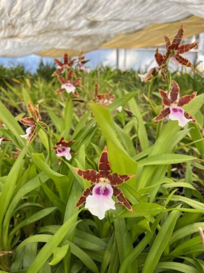 Mtssa Kismet -- fragrant blooms, easy to grow, floriferous (NOT in-bud/bloom when shipped) - Image 4