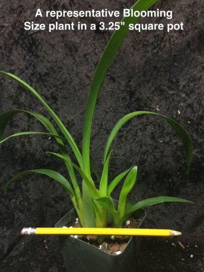 Mtssa Kismet -- fragrant blooms, easy to grow, floriferous (NOT in-bud/bloom when shipped) - Image 5