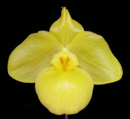 Paph armeniacum -- highly coveted yellow flower slipper orchid species lovely mottled leaves