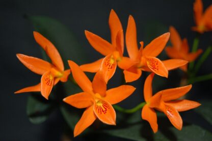 Cattleya aurantiaca -- hardy very ez to grow orchid species, cute deep orange blooms (NOT in-bud/bloom when shipped)