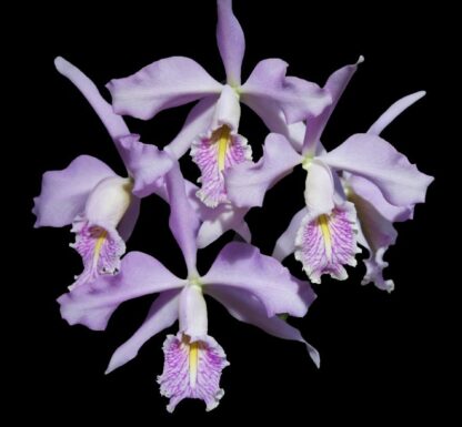 Cattleya maxima var coerulea -- hardy ez to grow orchid species, violet blooms (NOT in-bud/bloom when shipped)