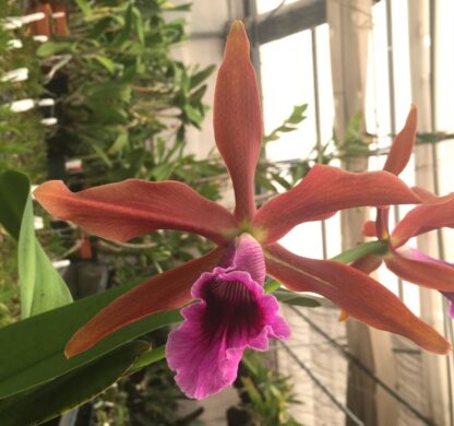 Laelia (Cattleya) tenebrosa, bronze blooms, fragrant, hardy, easy to grow (NOT in-bud/bloom when shipped)