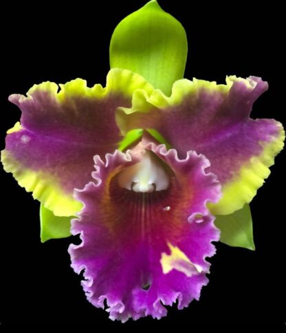 Cattleya Siam Fancy Wings of Fire-- yellow-orange blooms, light fragrance, hardy easy vigorous (NOT in-bud/bloom when shipped)