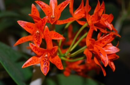 Cattleya aurantiaca -- hardy very ez to grow orchid species, cute deep orange blooms (NOT in-bud/bloom when shipped) - Image 3