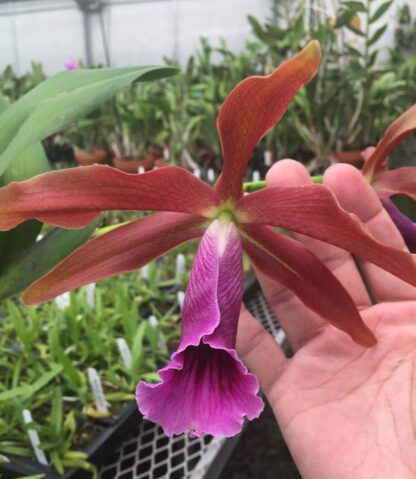 Laelia (Cattleya) tenebrosa, bronze blooms, fragrant, hardy, easy to grow (NOT in-bud/bloom when shipped) - Image 2